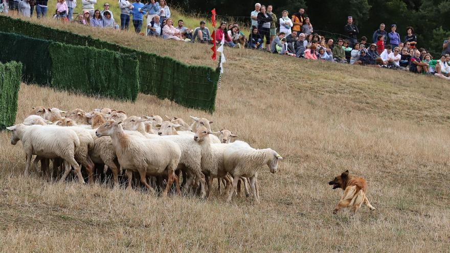 Este domingo regresa el Artzai Eguna, la fiesta del pastoreo en la que se vuelca Uharte Arakil