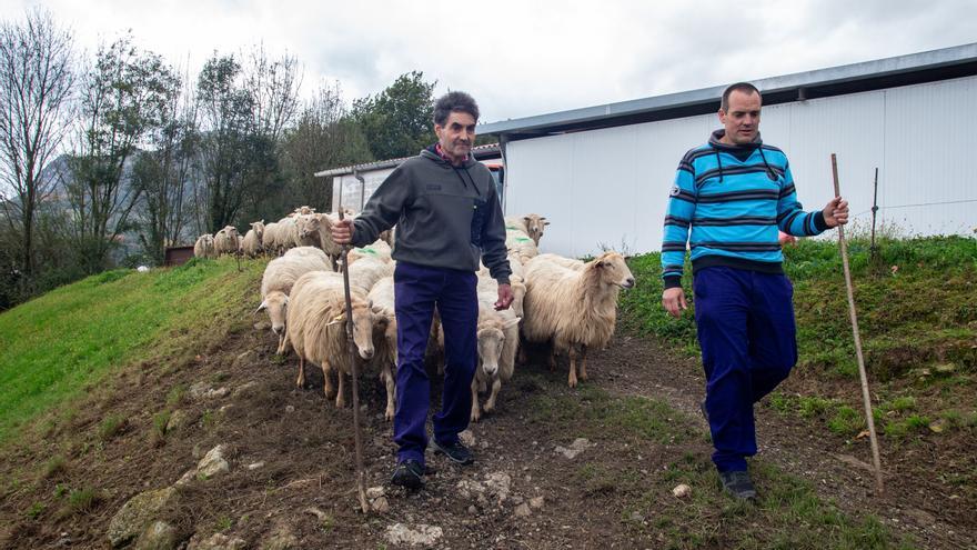 Javier Saralegui, pastor de 43 años de Gaintza: &quot;Siempre tenía en la cabeza hacer algo así&quot;