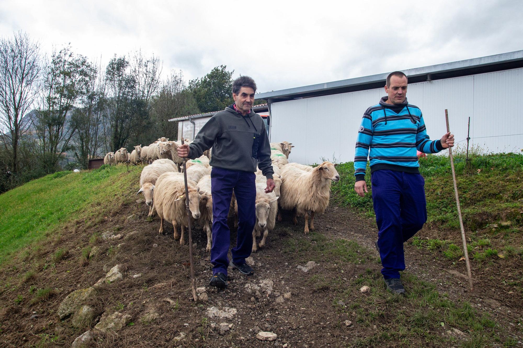 Fotos de la visita a la explotación ganadera de un joven que acaba de instalarse en Gaintza, en el valle de Araitz