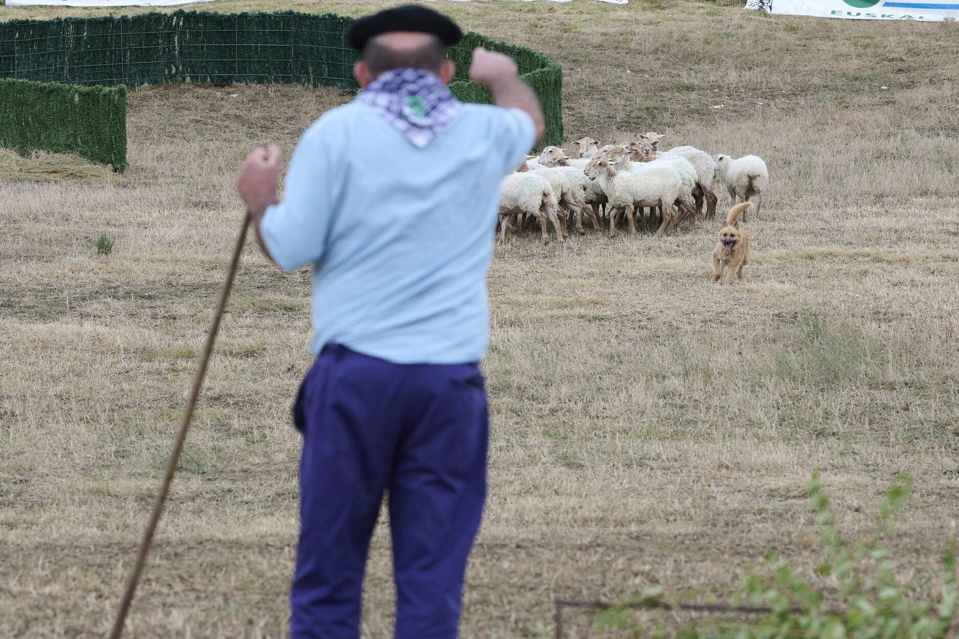 Fotos del Artzai Eguna en Uharte Arakil