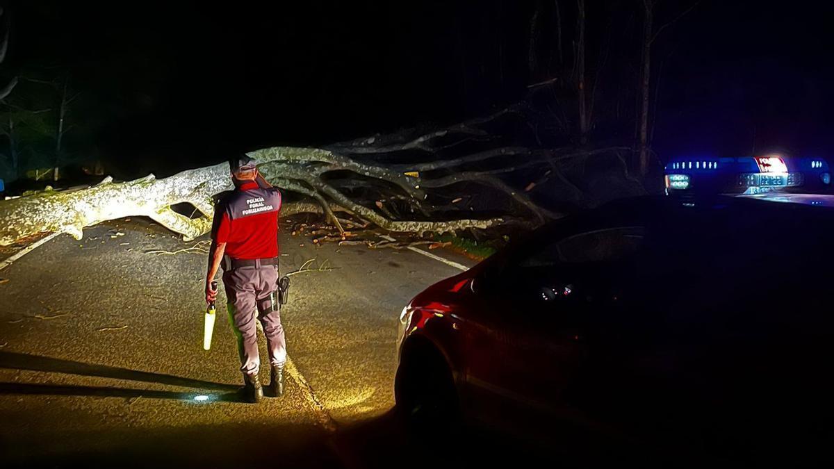 Árbol caído que cortaba anoche la NA-1210.