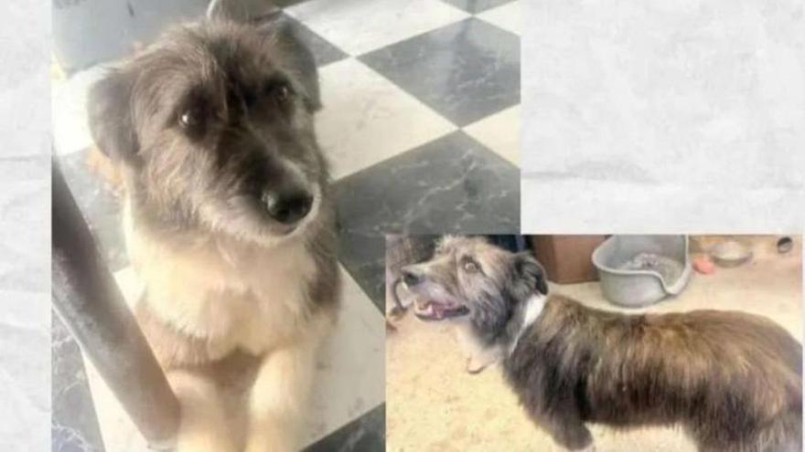 Buscan a Perla, una perra desaparecida en Mendillorri