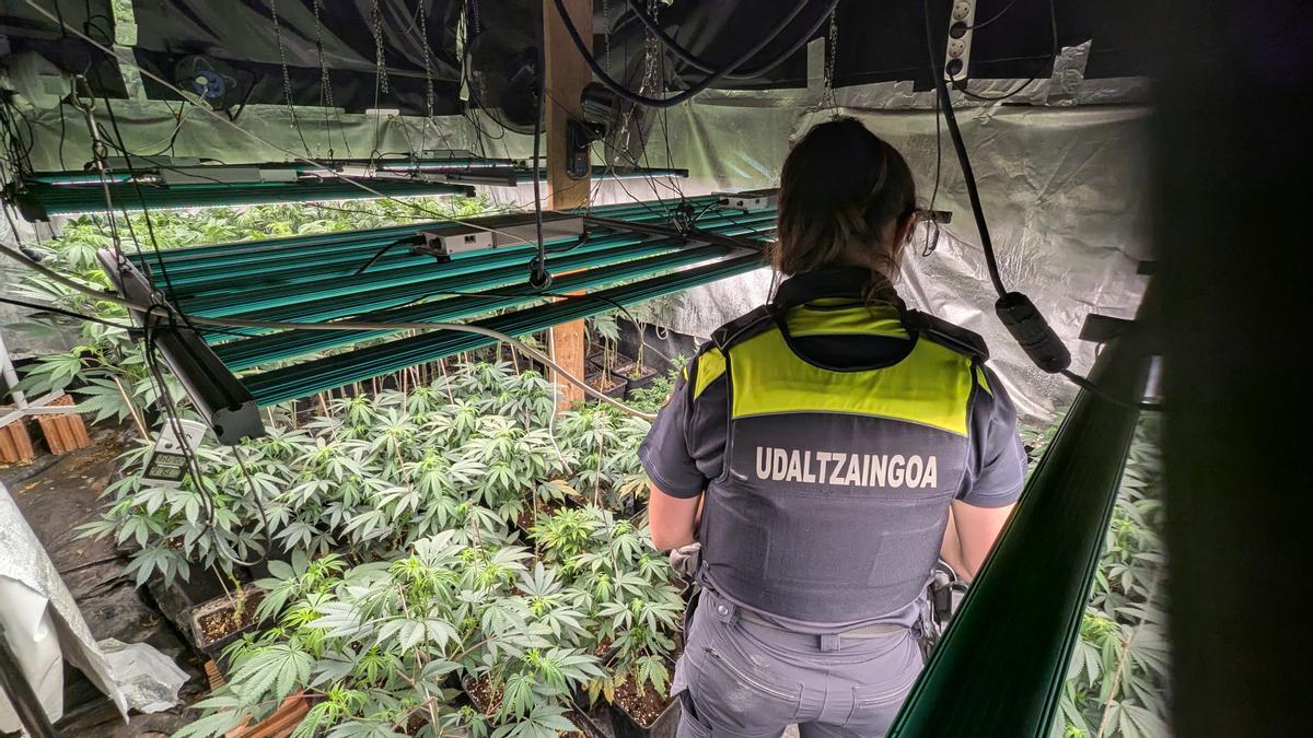 Bi atxilotu Gatikako baserri batean marihuana-plantazio bat egitearen ustezko erruduntzat.