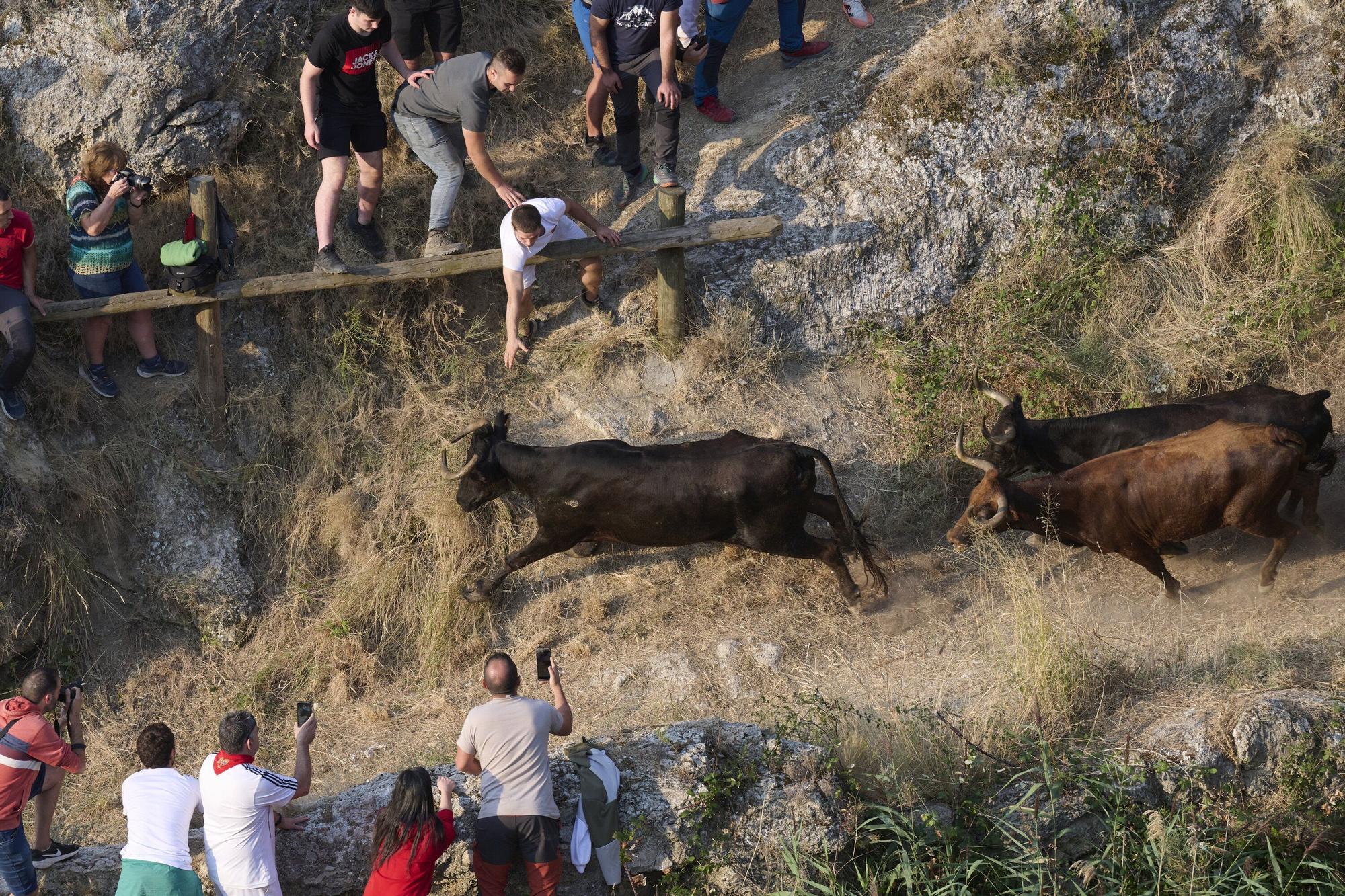 Fotos del último encierro del Pilón de Falces 2025