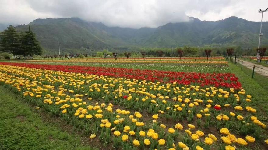 El jardín de tulipanes más grande de Asia muere en solitario por el coronavirus