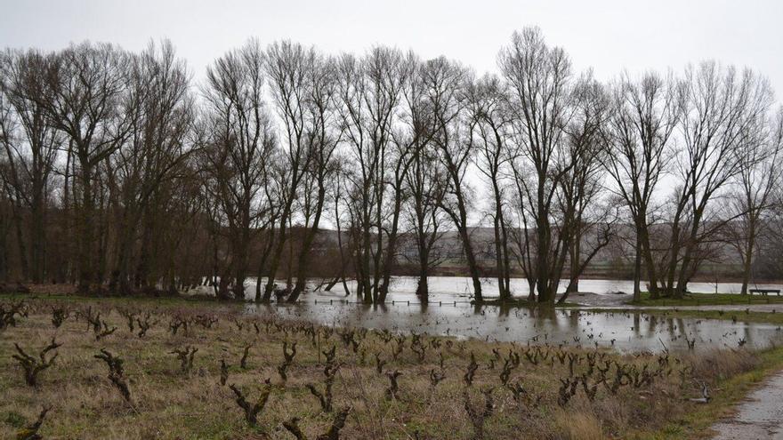 Arranca este miércoles el plazo de suscripción de seguros para la uva de vino en Rioja Alavesa