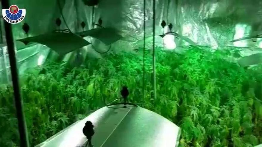 Plantación de marihuana con dos detenidos en Ispaster