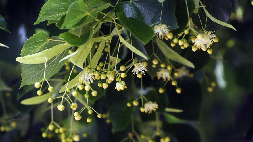 Lezo coloca mariquitas en tilos para evitar la resina de las plagas de pulgón