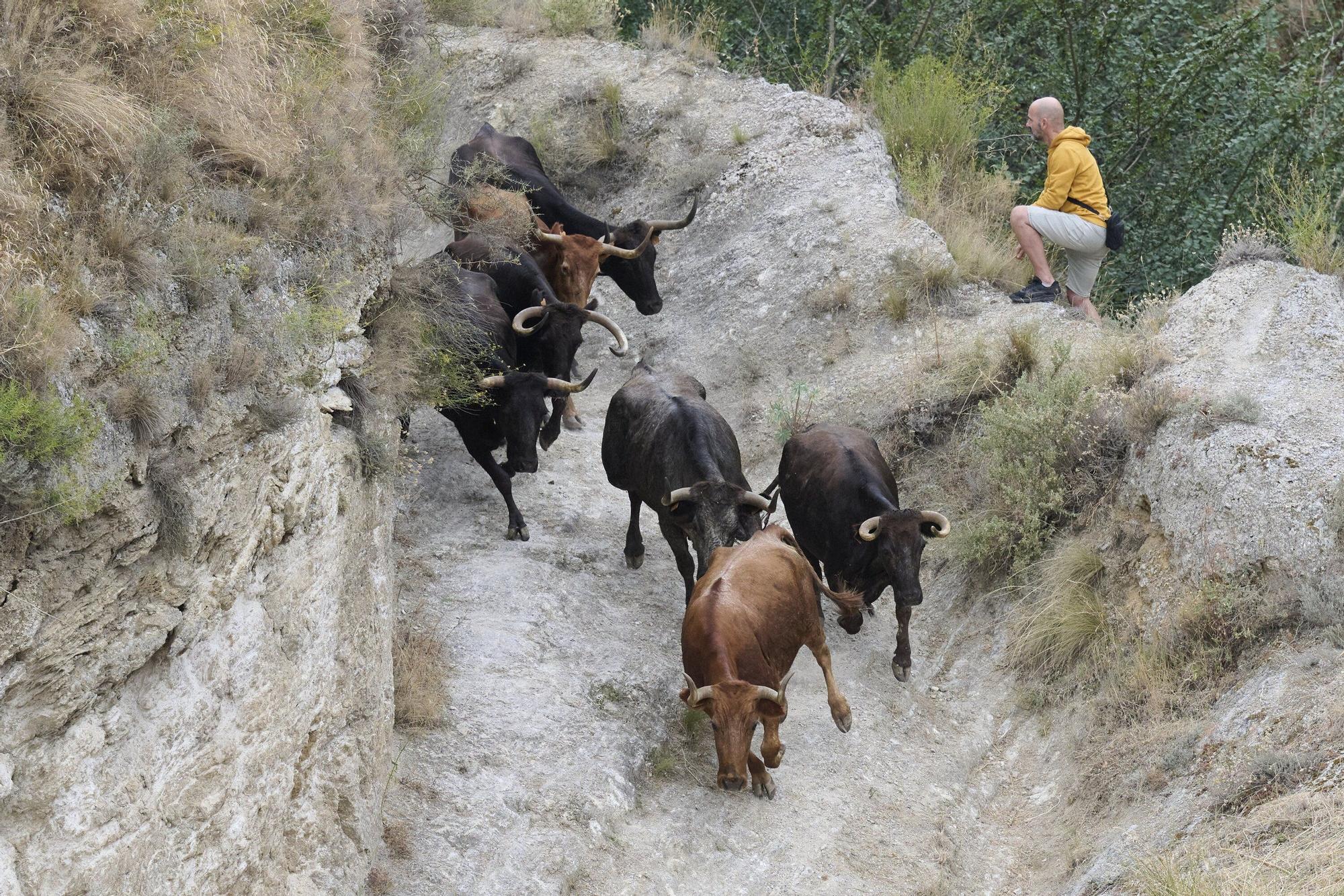 Fotos del tercer encierro del Pilón de Falces 2025