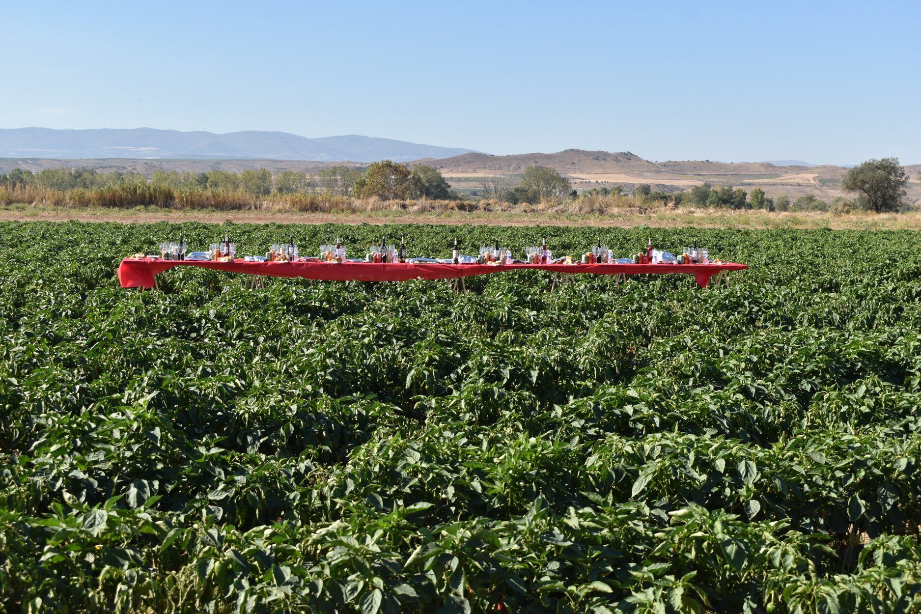 Fotos de las jornadas de exaltación del pimiento del piquillo de Lodosa