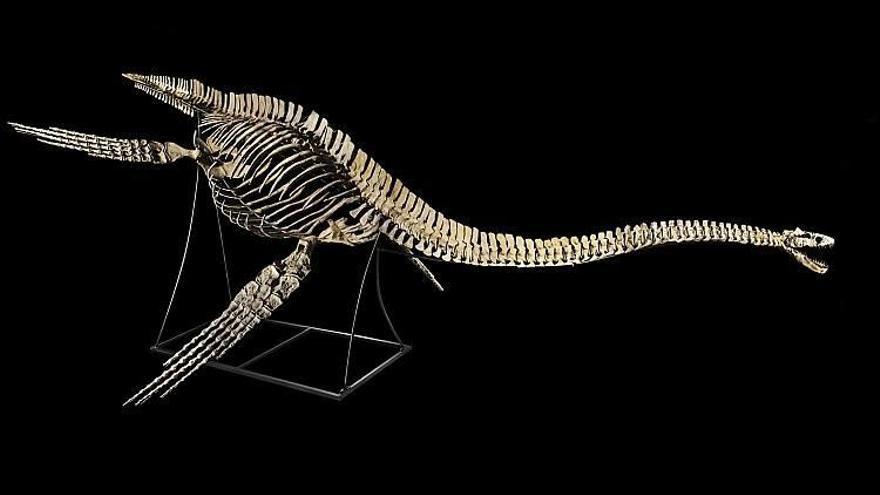 Zarafasaura oceanis es el nombre científico de este animal, en el que se cree que se inspiraron para la leyenda del monstruo del lago Ness. La imagen, una recreación del ejemplar