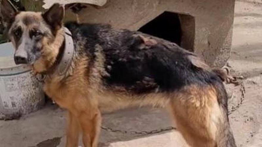 Denuncian la &quot;precaria situación de un perro encadenado&quot; en Aulesti