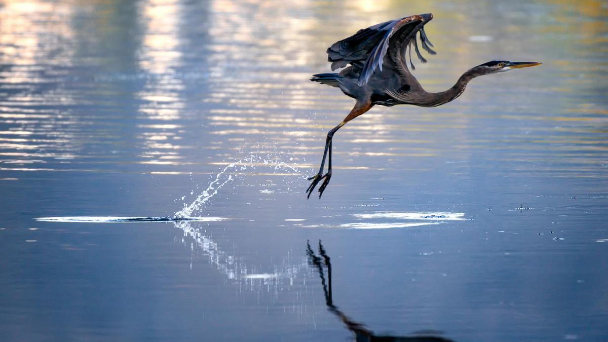 Una garza sobrevuela un río.