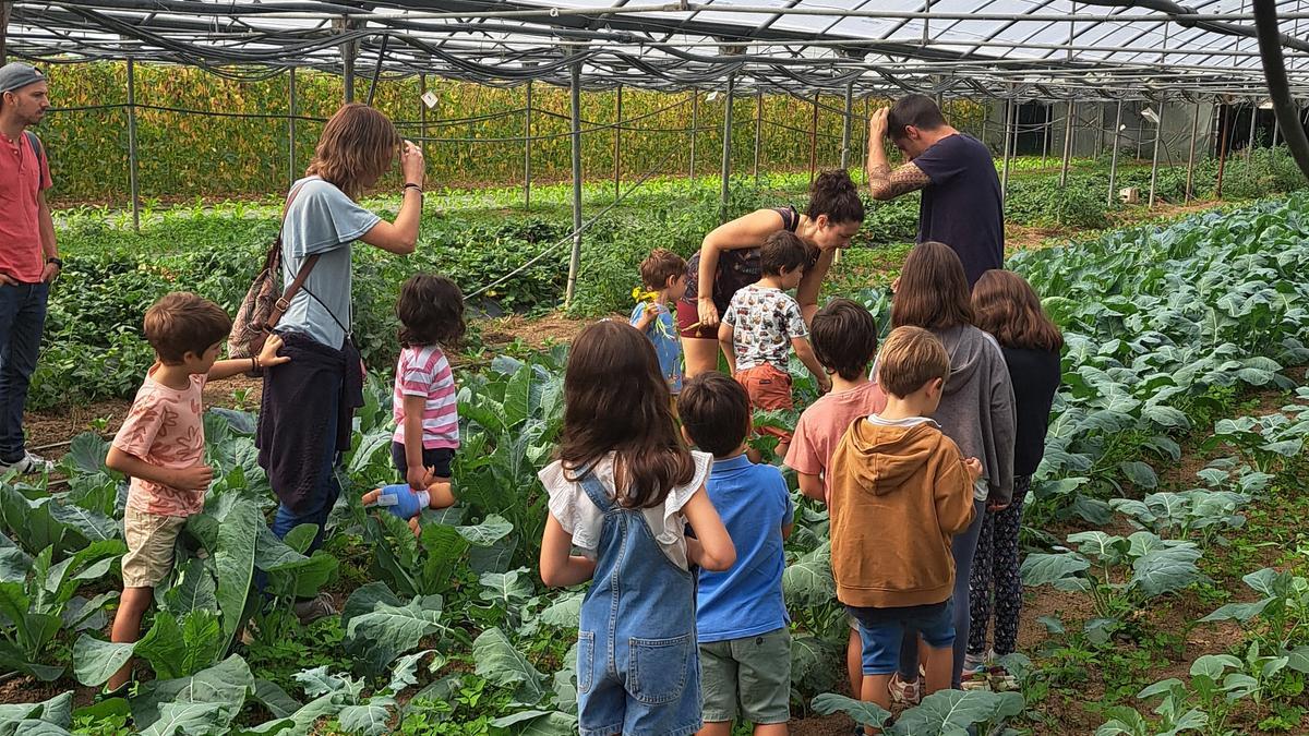 Visita a un centro de producción de verduras.