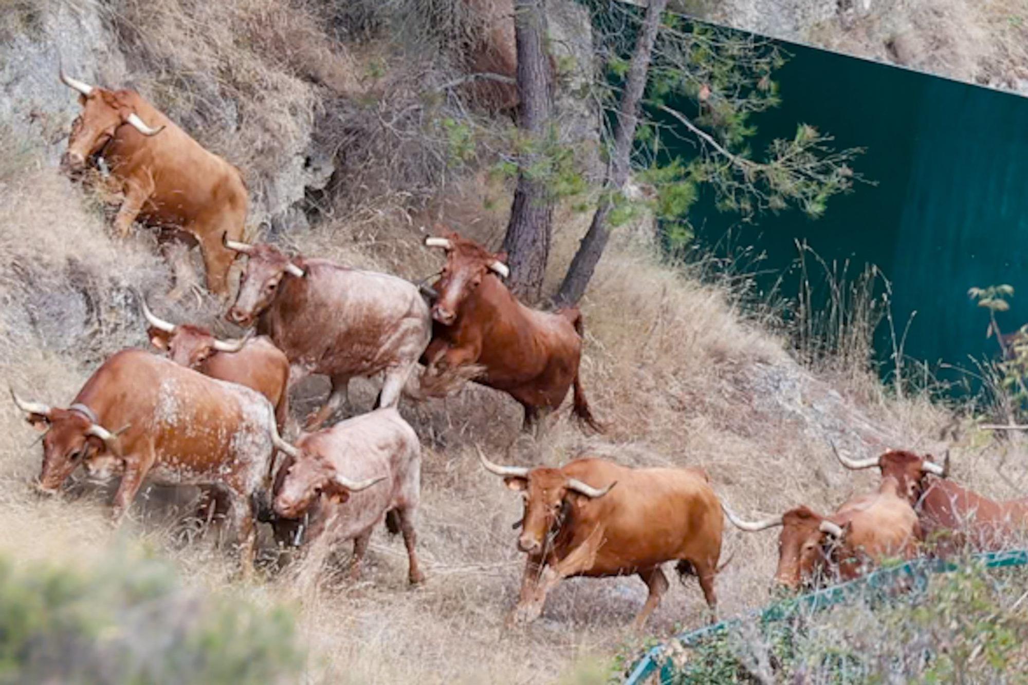 Fotos del quinto encierro del Pilón de Falces 2025 con vacas de Eulogio Mateo