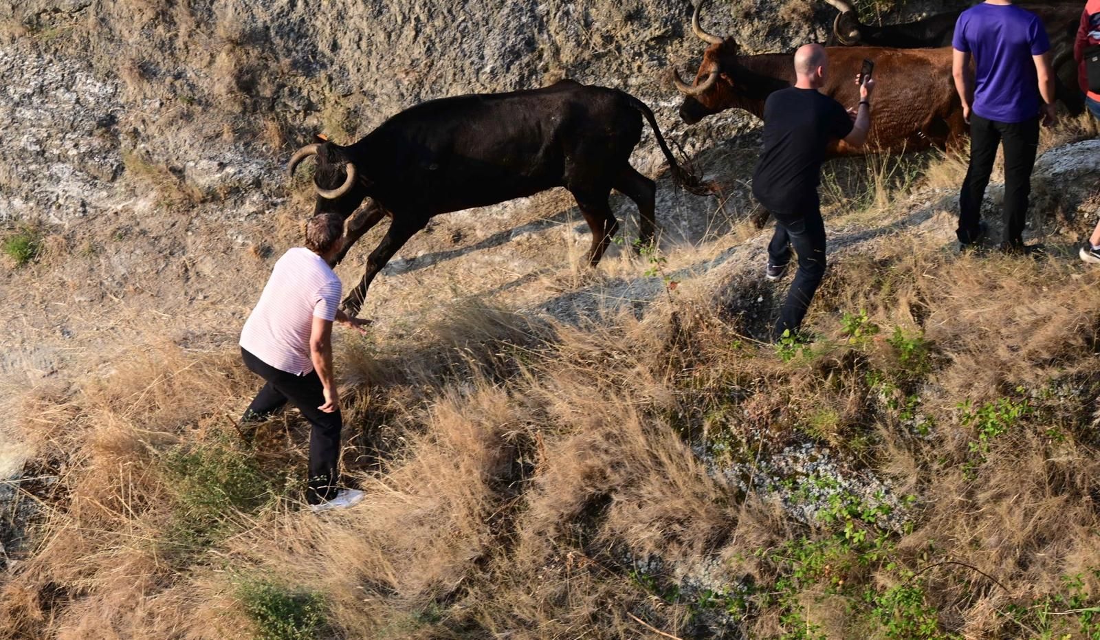 Fotos del último encierro del Pilón de Falces 2025