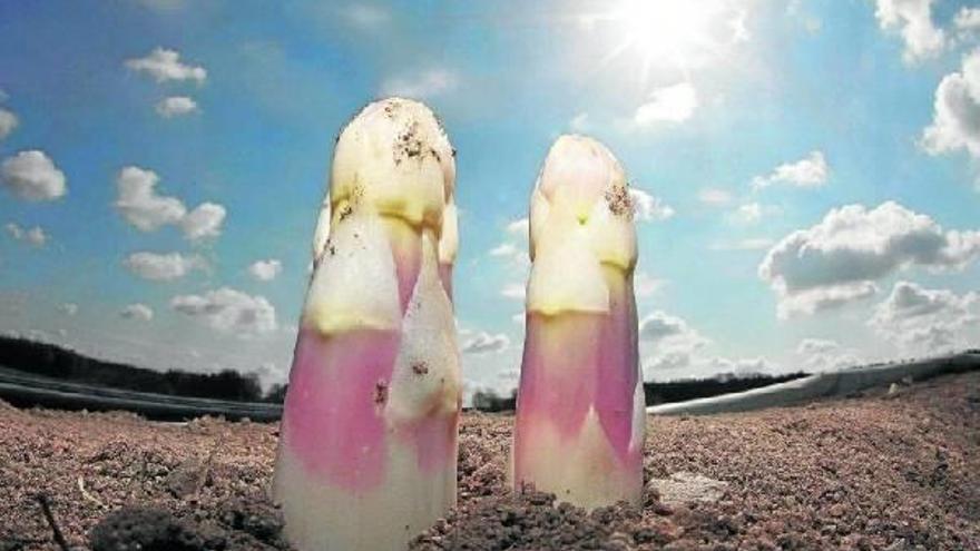 El protocolo de los espárragos