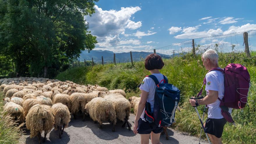 Ruta del Queso Idiazabal, seis etapas para descubrir la esencia del pastoreo