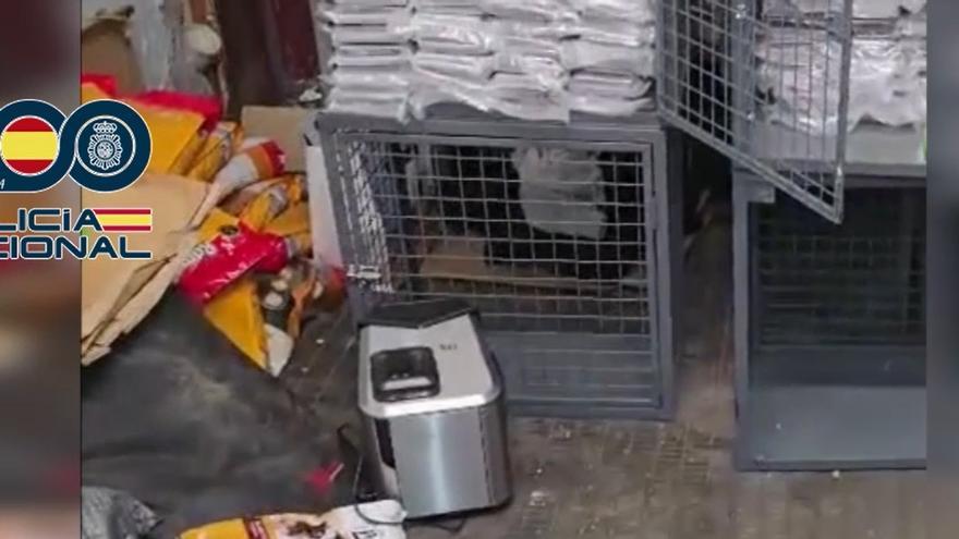 Cocaina requisada en Irun.