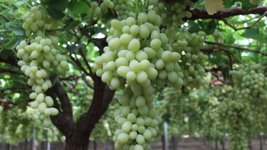 El precio de las uvas se dispara hasta un 83%: estos son los supermercados que más han subido su coste