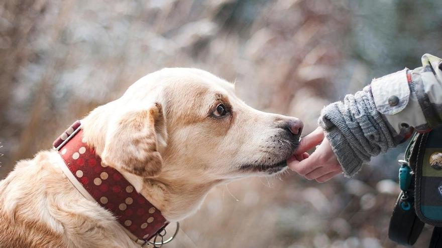 La pastelería Patxes crea un snack gratuito para perros