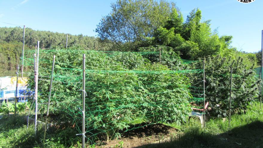 Desmanteladas dos plantaciones de marihuana en Lezama y Erandio