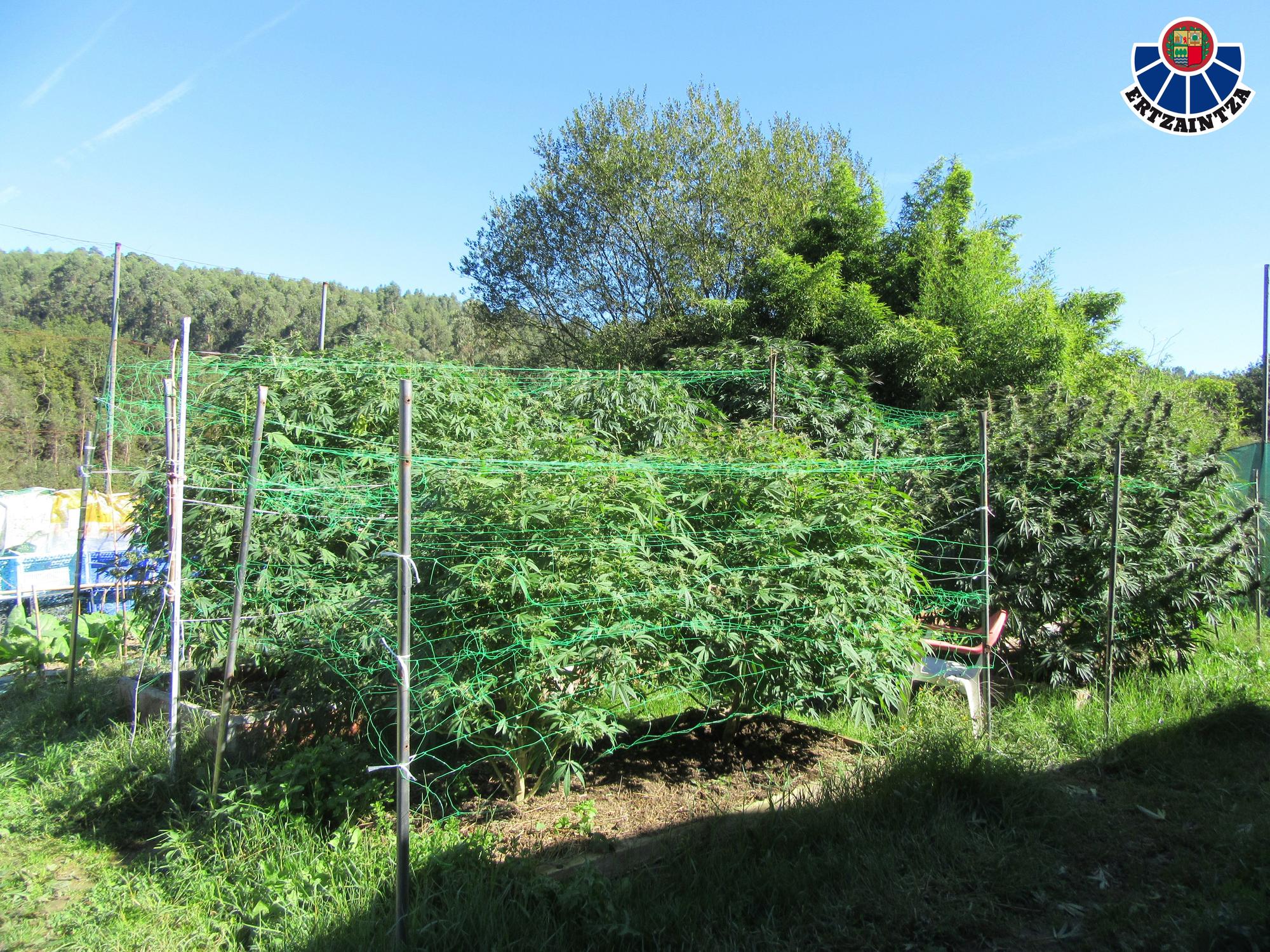 Imagen de una de las plantaciones encontradas