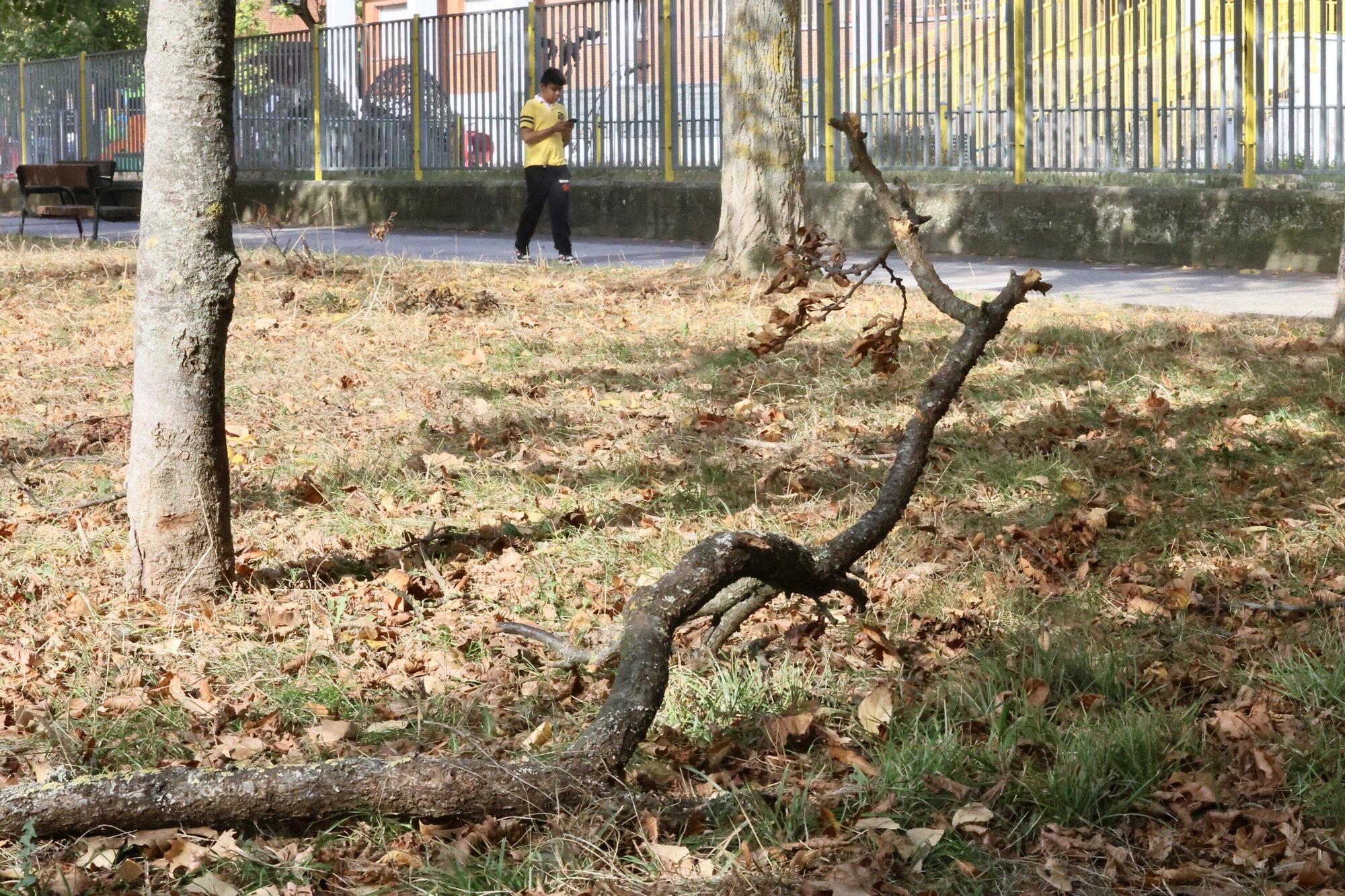 En imágenes: Vitoria-Gasteiz se prepara para adecentar el verde de la ciudad