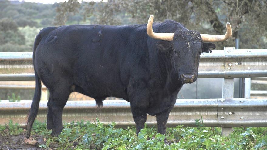 Jandilla | El señorío del Toro