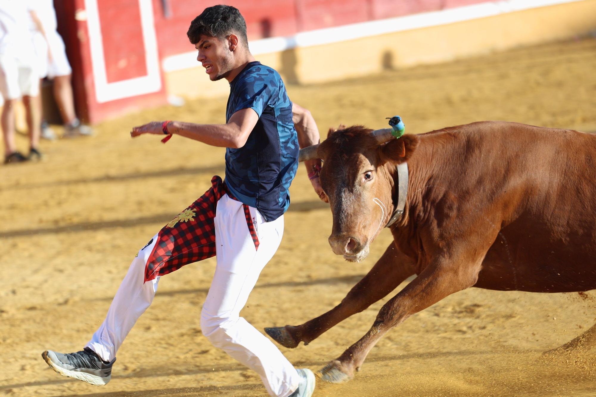 Suelta de vaquillas tras el tercer encierro de Tudela