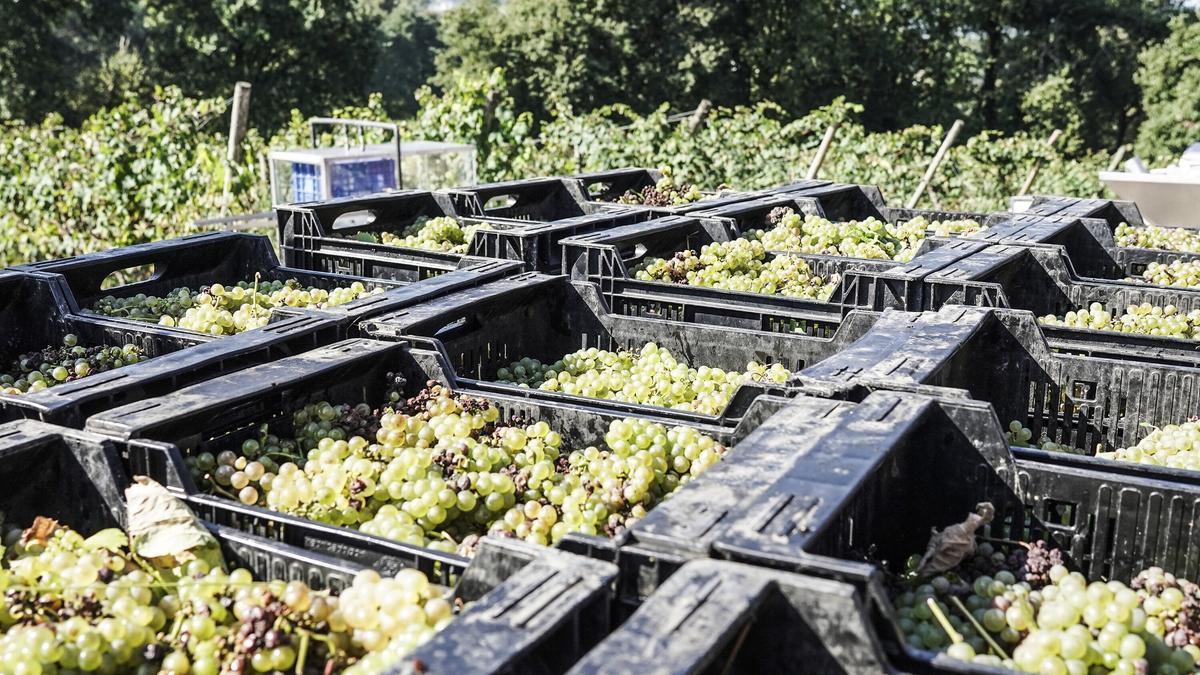 Parte del producto recogido por la Bodega Magalarte de Zamudio