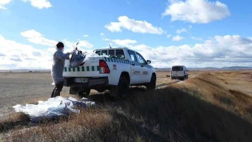 Efectivos del Gobierno de Aragón recogen los cadáveres de grullas en Gallocanta.