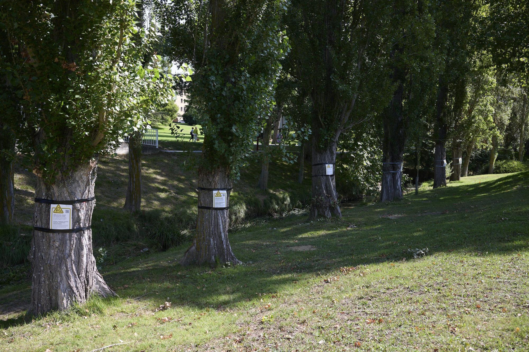 Tala de árboles en la Universidad de Navarra
