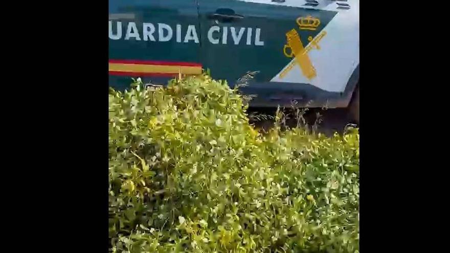 Interceptado con 300 kilos de muérdago recolectado de forma irregular en Corella