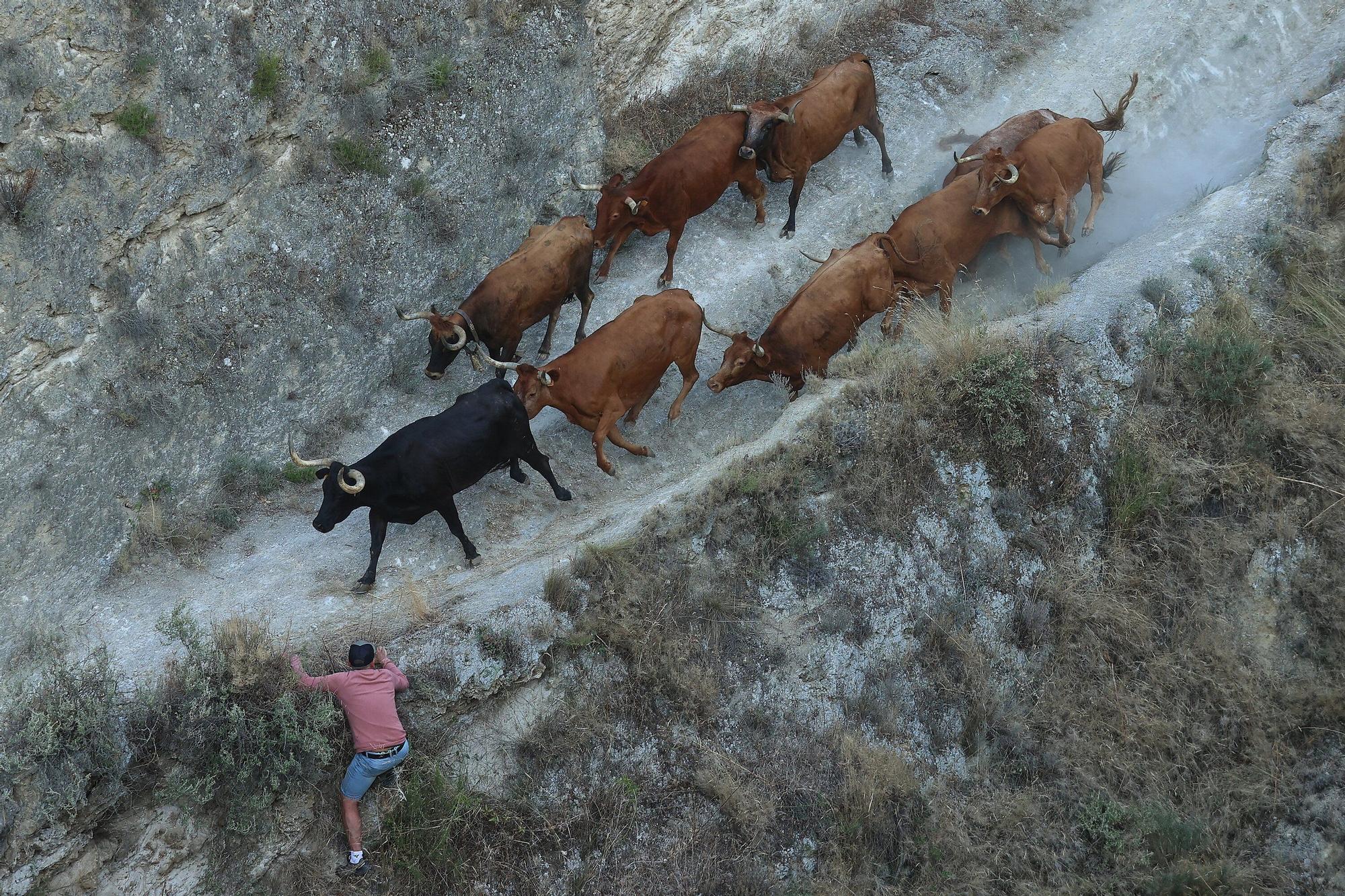 Fotos del segundo encierro del Pilón de Falces 2025