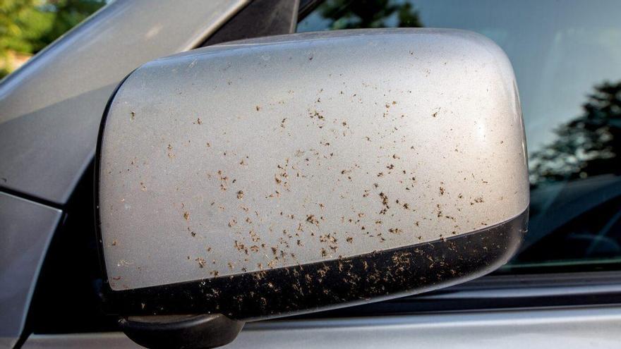Adiós a tener el parachoques lleno de mosquitos: el truco definitivo para limpiarlos