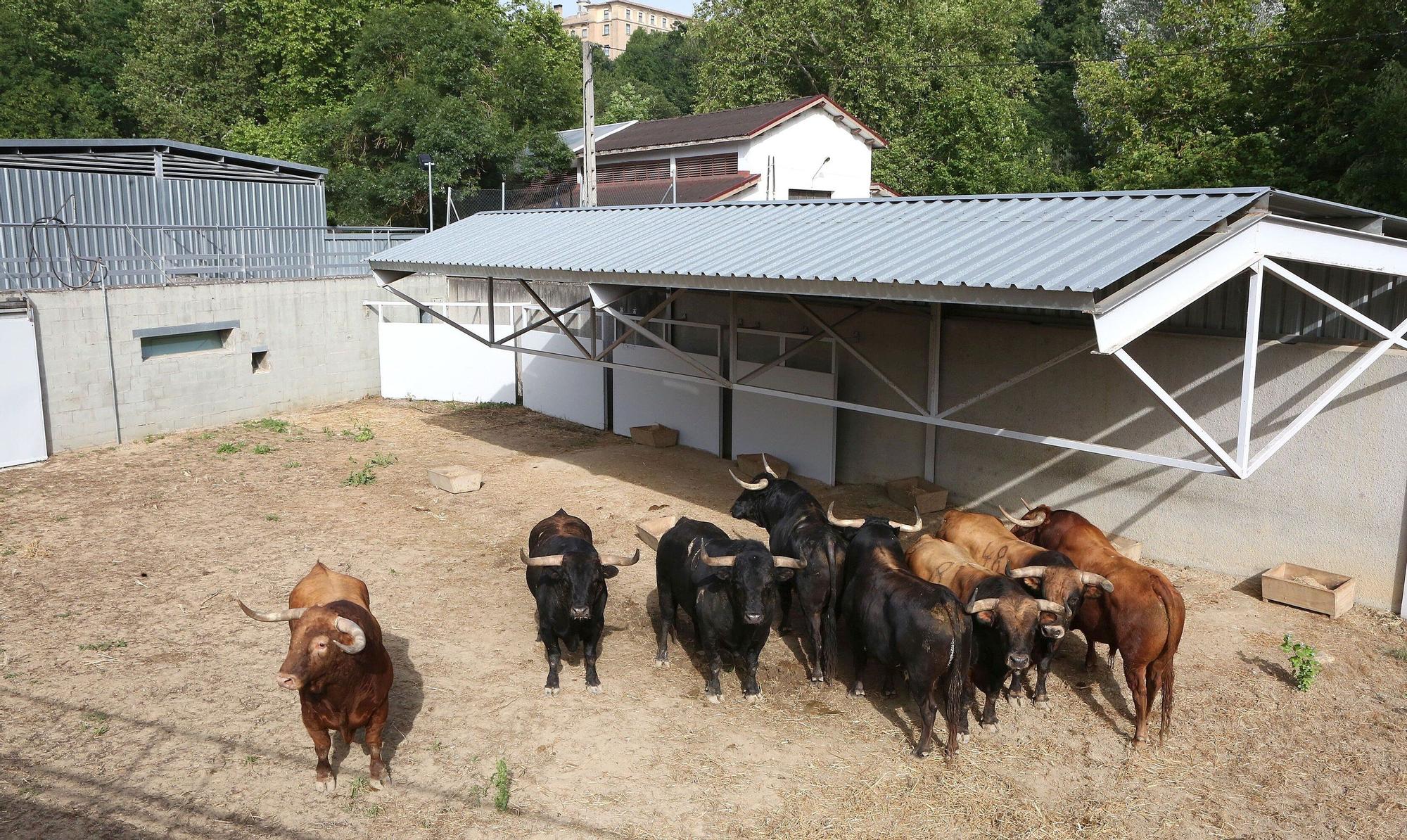 Toros de La Palmosilla de Tarifa para el Encierro del día 7