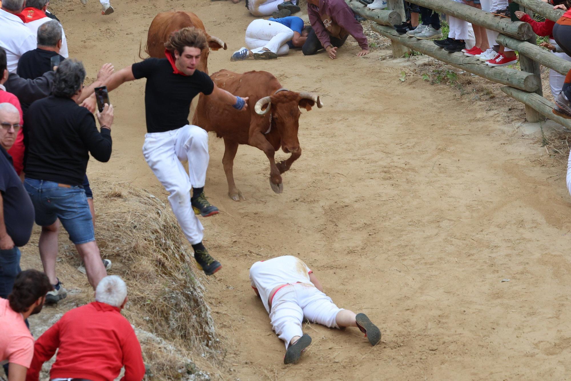 Fotos del sexto encierro del Pilón de Falces 2025, con vacas de Hípica Zahorí