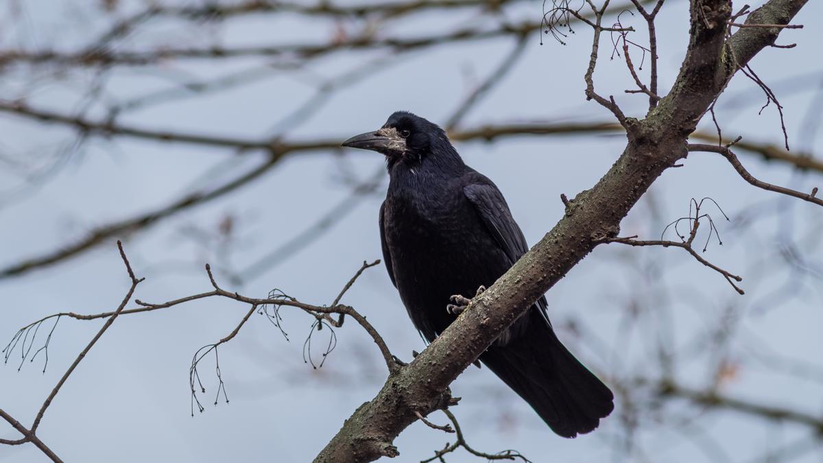 Un cuervo, en una imagen de archivo.