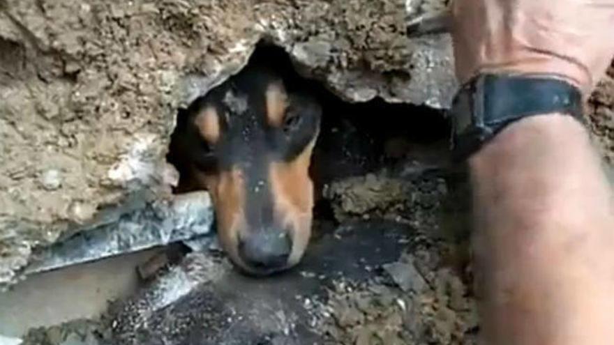 Rescatan a un perro tras tres días atrapado en una tubería