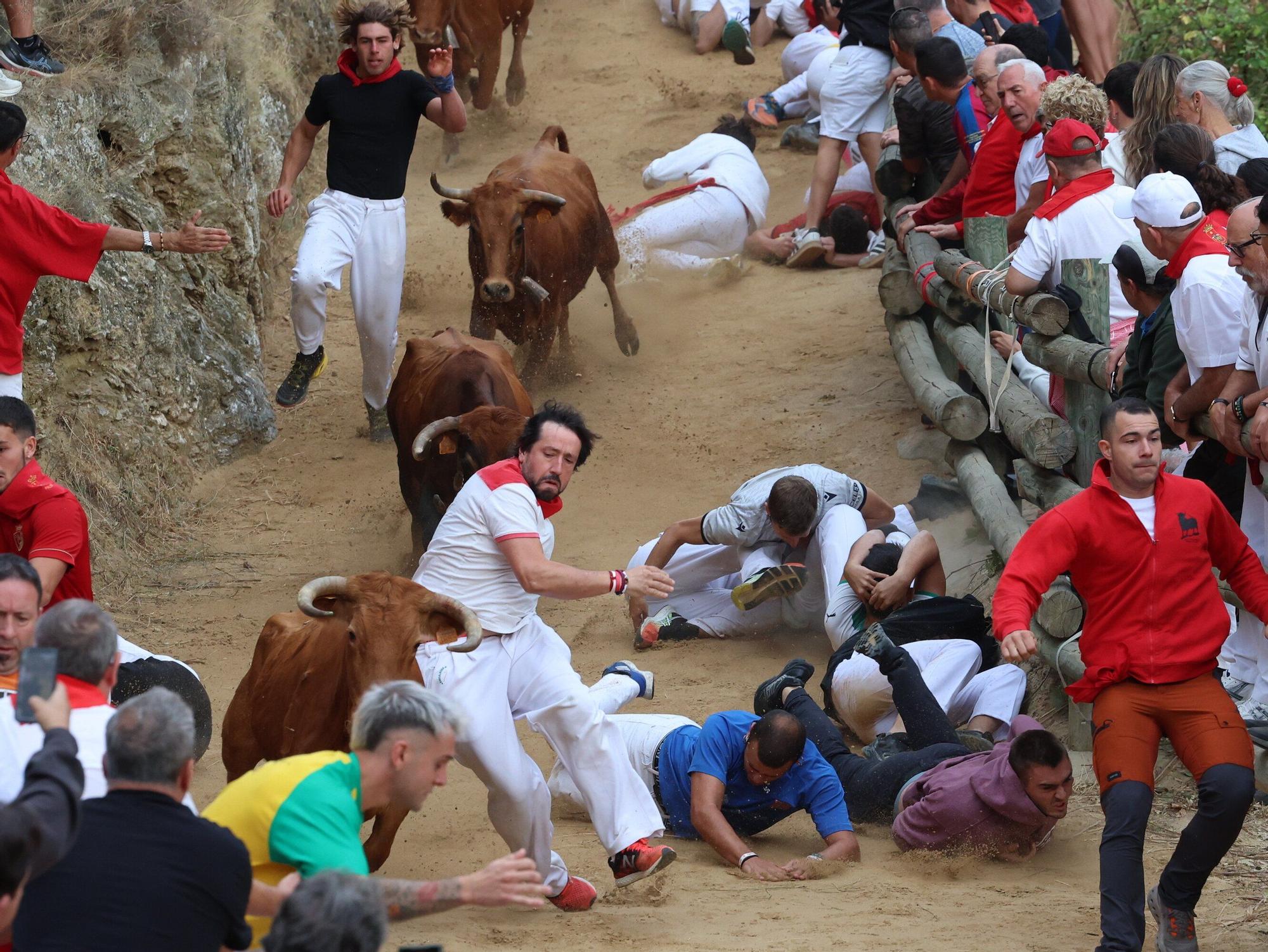 Fotos del sexto encierro del Pilón de Falces 2025, con vacas de Hípica Zahorí