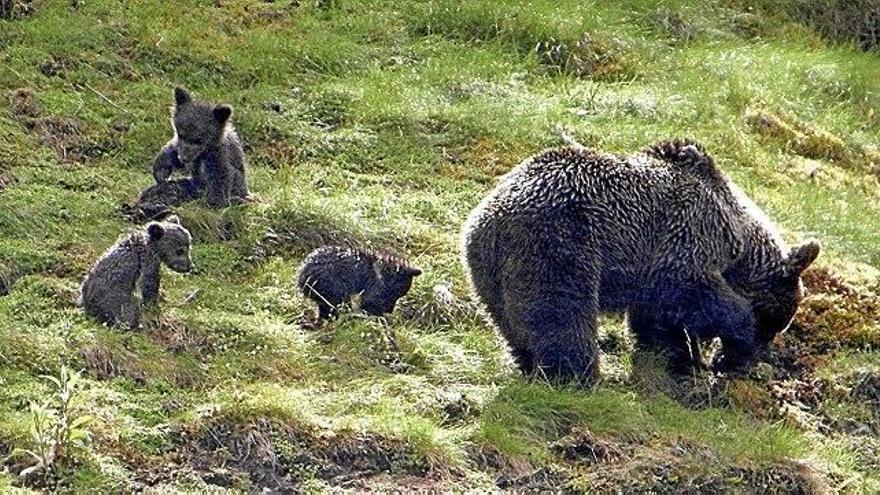 Cómo actuar ante un oso, un insecto o una caracola en verano: conocer la naturaleza de forma segura