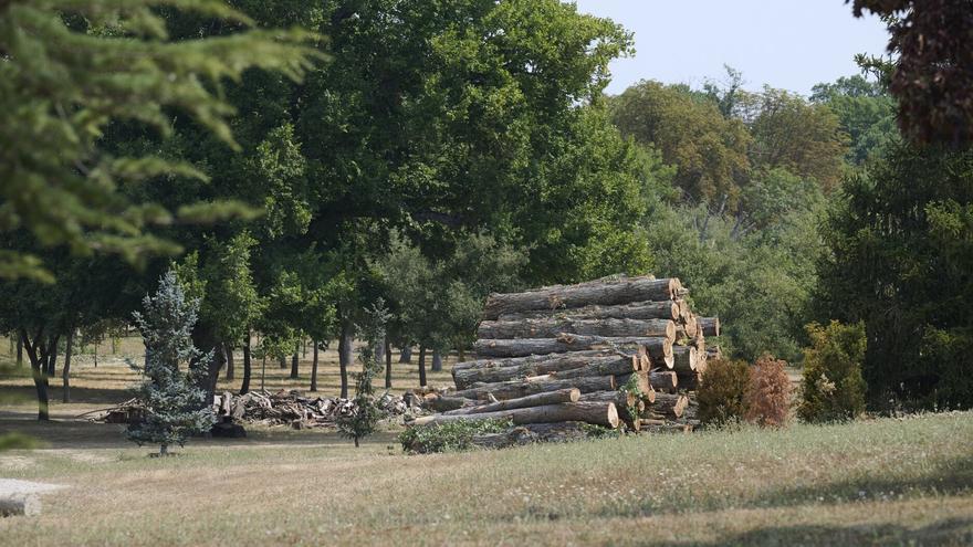 El Ayuntamiento de Pamplona expedientará a la Universidad de Navarra por talar 113 árboles sin licencia