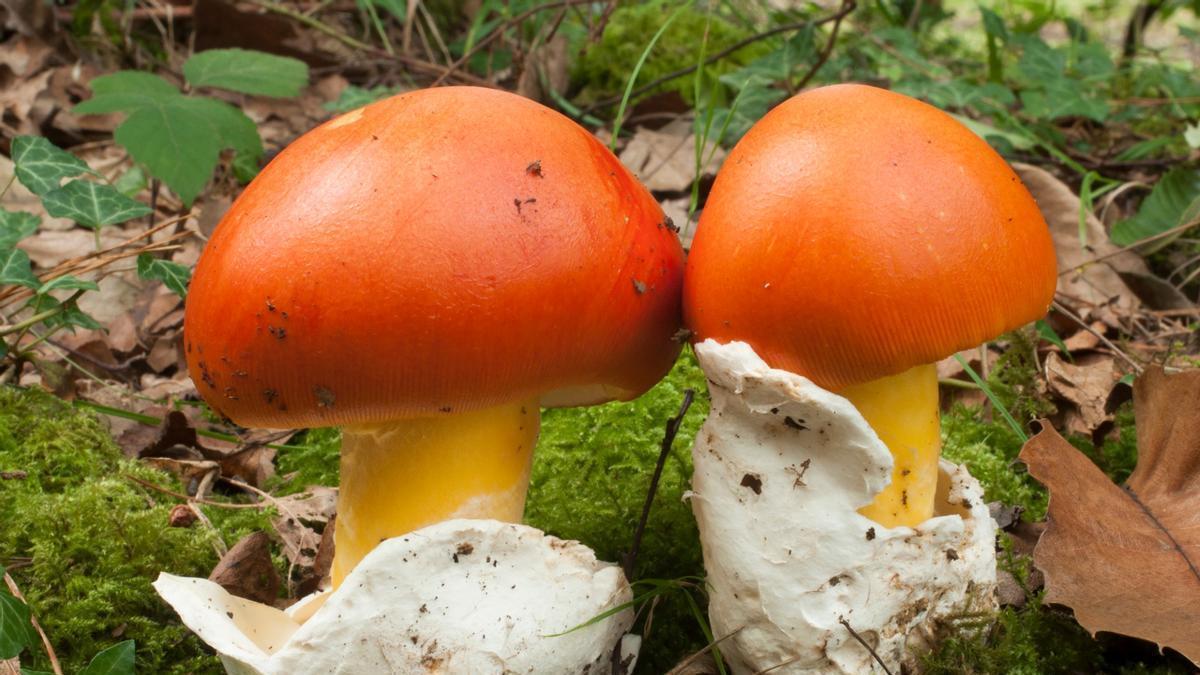 Amanita caesarea