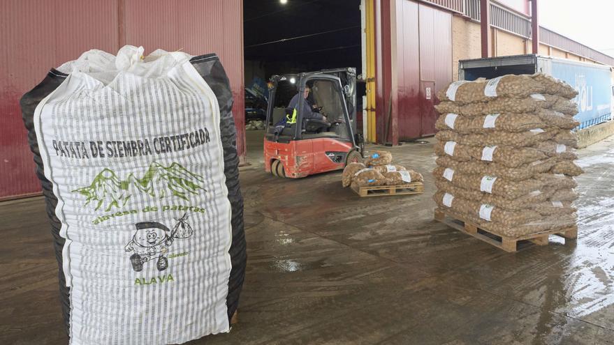 De Iturrieta a Europa, un plan para que la patata de Álava sea única en el mundo