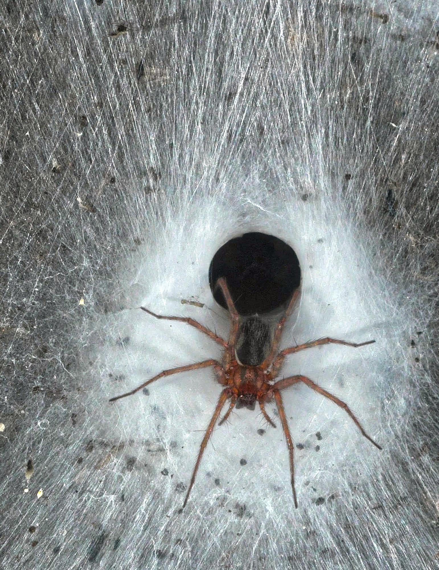 La colonia comprende unos 69.000 individuos de &#039;Tegenaria domestica&#039; y más de 42.000 de &#039;Prinerigone vagans&#039;