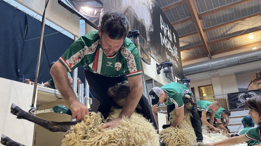 Abadiño proclamará al primer campeón de esquileo de Euskal Herria