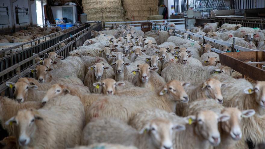Detectan un foco de scrapie en una explotación ovina de Zestoa