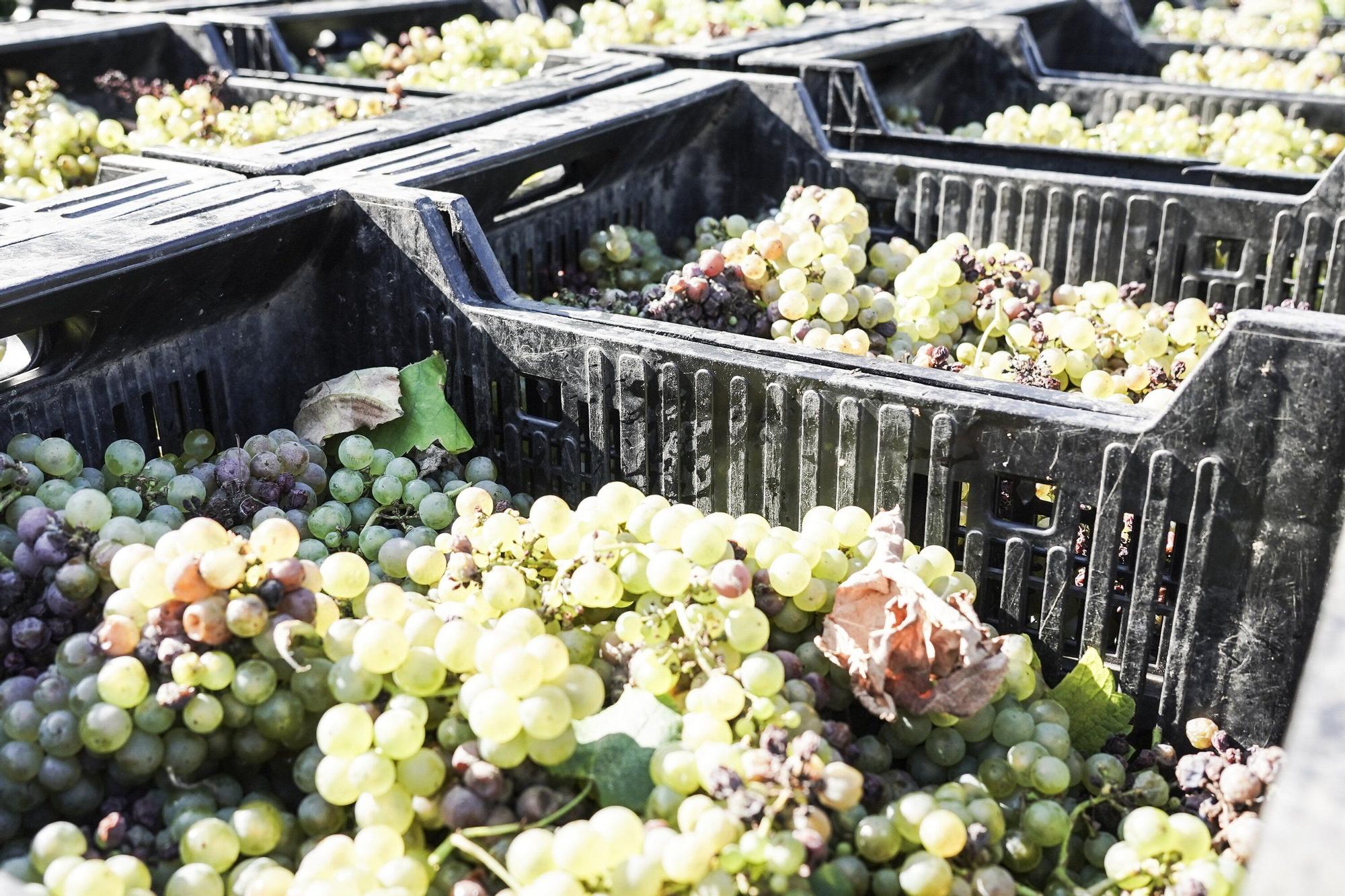 Las bodegas de Bizkaia afrontan una vendimia abierta a la esperanza
