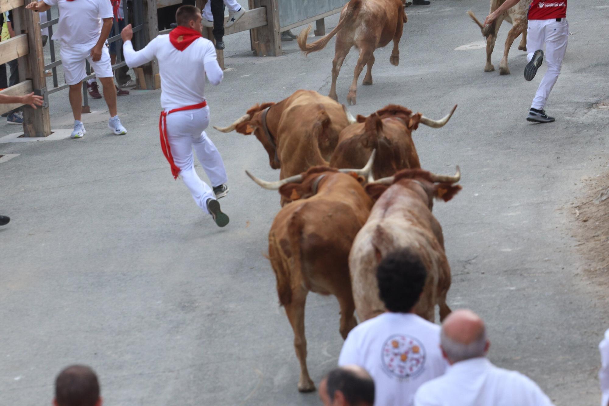 Fotos del quinto encierro del Pilón de Falces 2025 con vacas de Eulogio Mateo
